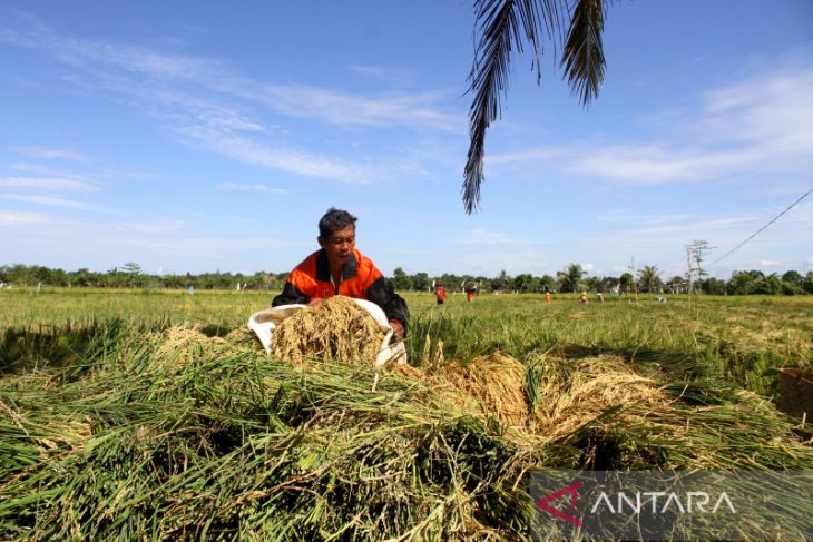 Pemenuhan Kebutuhan Padi di IKN Nusantara