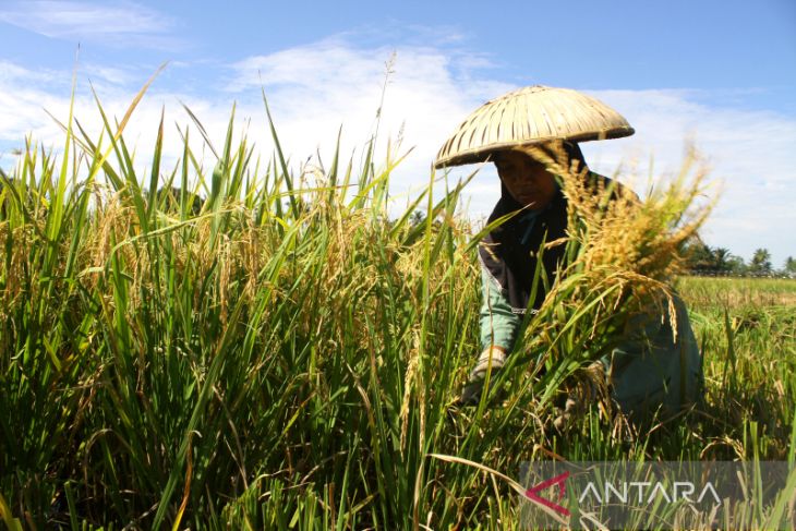 Pemenuhan Kebutuhan Padi di IKN Nusantara