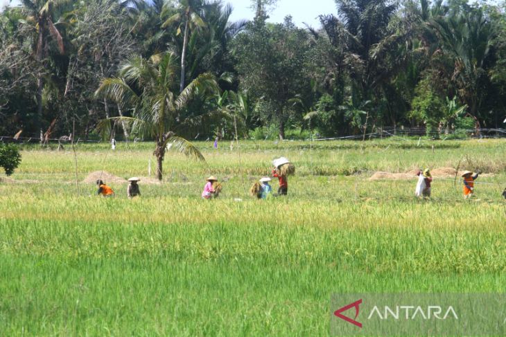 Pemenuhan Kebutuhan Padi di IKN Nusantara