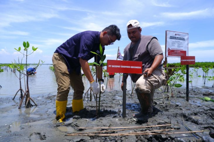 SiCepat dan Duitin tanam 1.000 bibit mangrove di Brebes