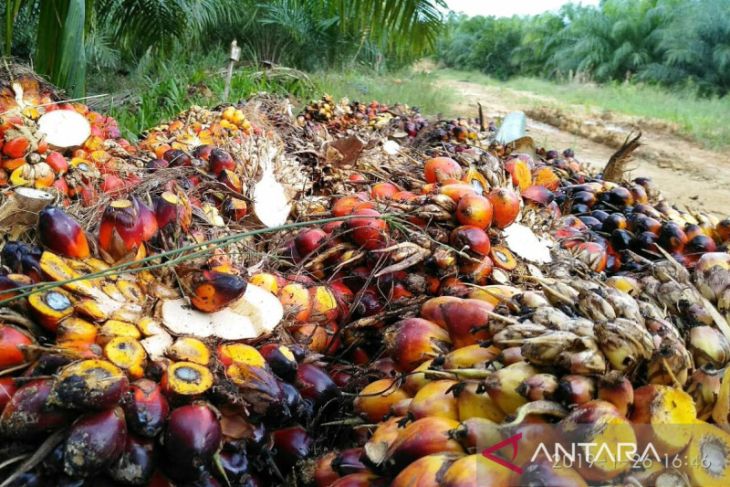 Harga TBS kelapa sawit Kaltim naik jadi Rp2.458,60 per kg