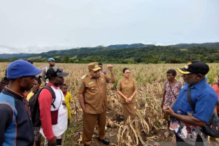 Pemda Tambrauw kembangkan komoditas jagung untuk atasi inflasi