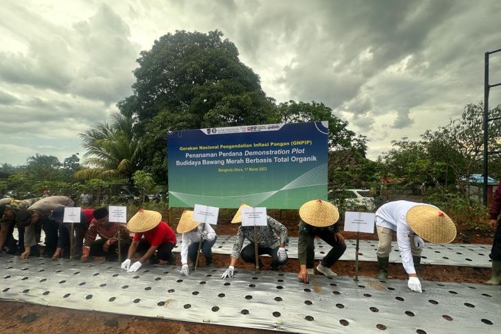 BI Bengkulu tanam bawang merah organik upaya kendalikan inflasi