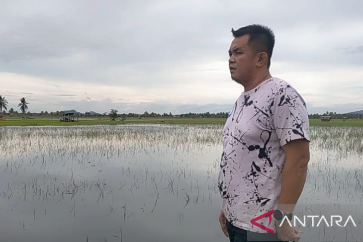 500 hektare lahan pertanian di Singkawang rusak terendam banjir