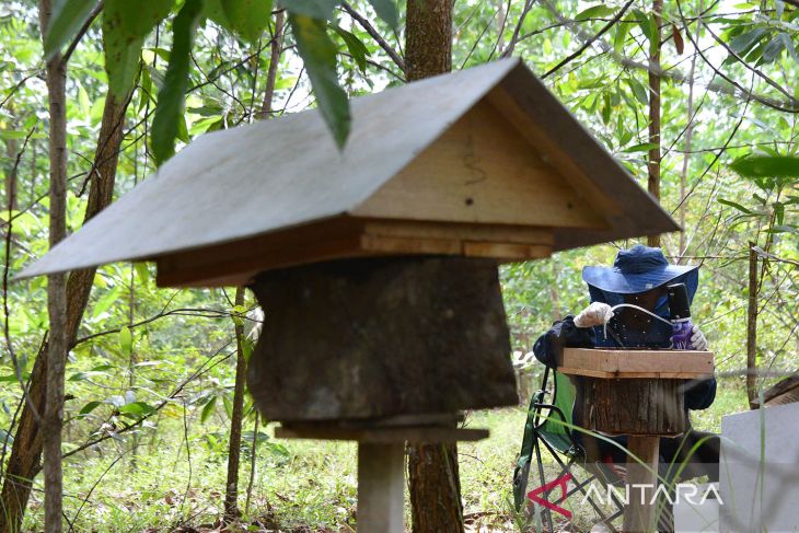 Panen madu kelulut di hutan Aceh Besar