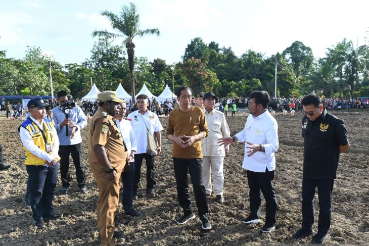 Govt readying 10,000 ha food estate in Papua: President