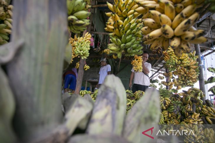 Permintaan pisang meningkat di Bulan Ramadan 