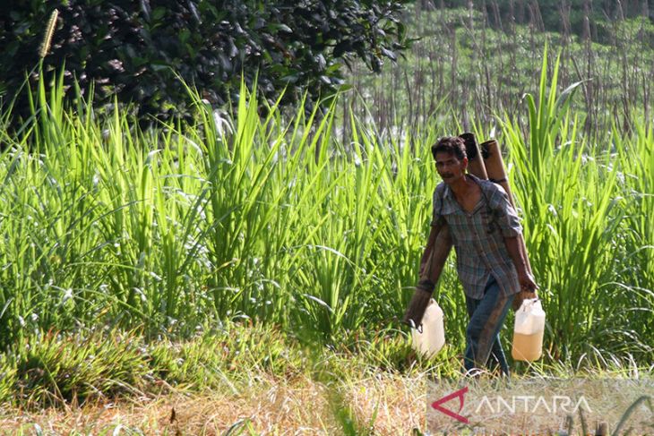 FOTO - Petani air nira musiman