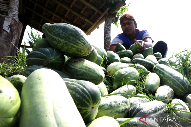 Tanaman musiman buah krai di Banyuwangi