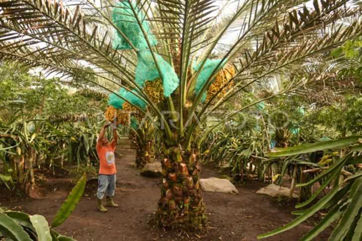 Kebun Kurma di Karo