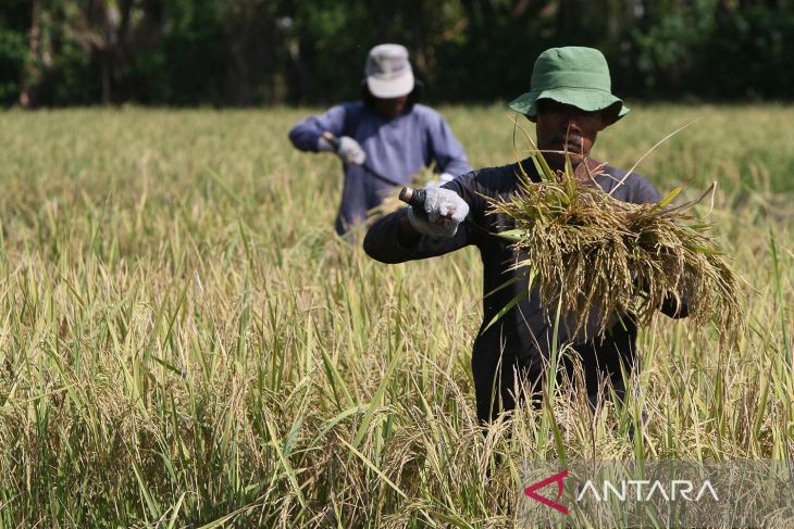 FOTO - Harga gabah saat panen raya mesih tinggi di atas HPP