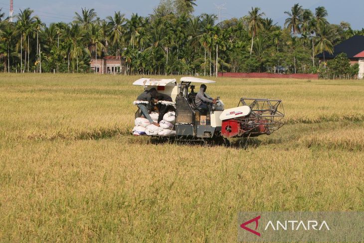 FOTO - Harga gabah saat panen raya mesih tinggi di atas HPP