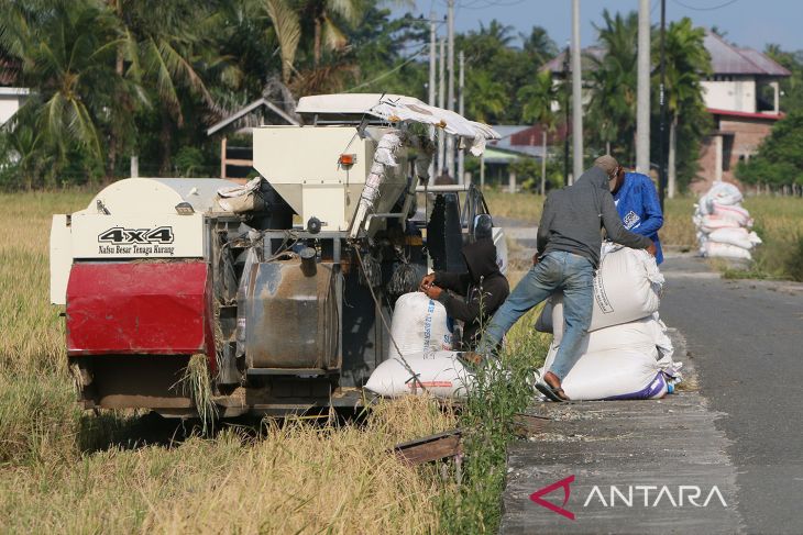 FOTO - Harga gabah saat panen raya mesih tinggi di atas HPP