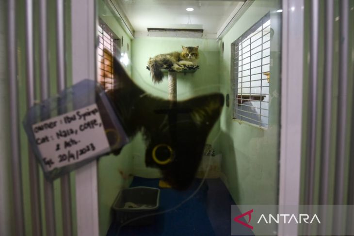 Jasa Penitipan Kucing Di Medan