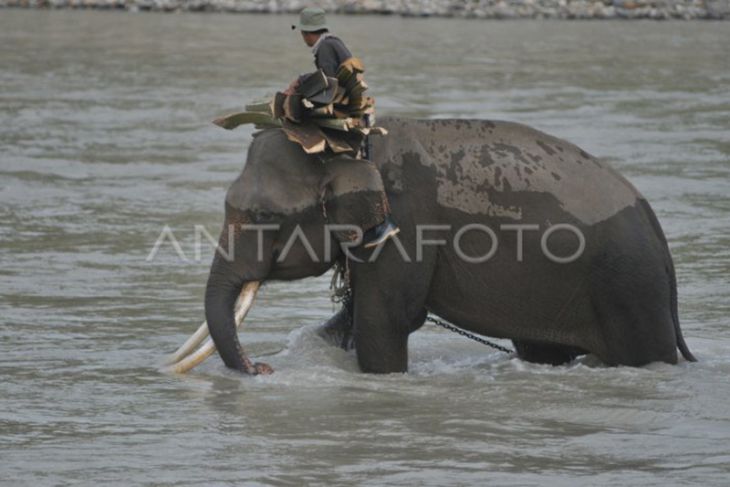 Konservasi Gajah di Seblat