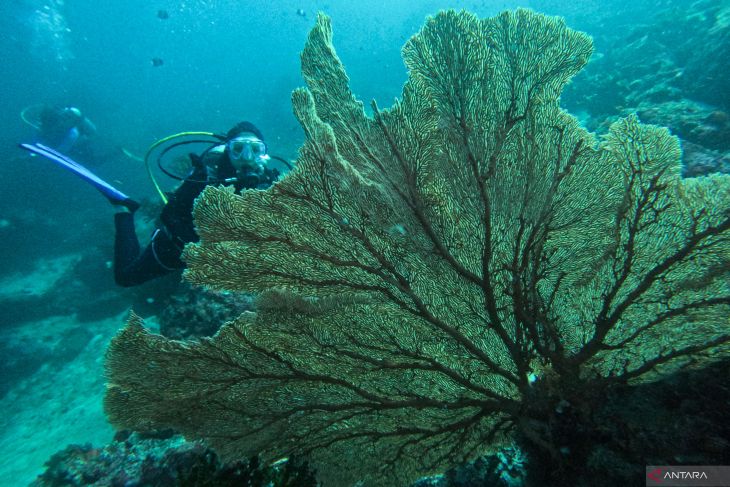 Wisata Bawah Laut Sabang