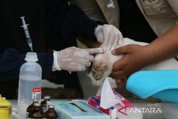 FOTO - Perawatan kucing liar antisipasi rabies