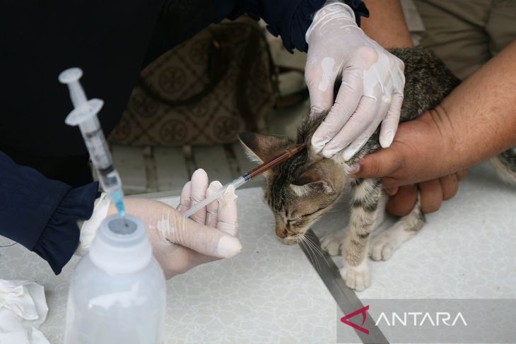 FOTO - Perawatan kucing liar antisipasi rabies