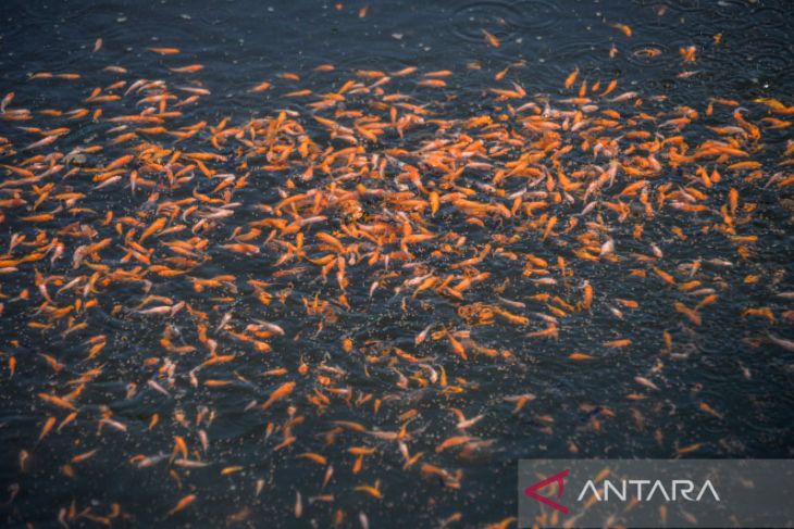 Budi daya ikan koi di Bandung