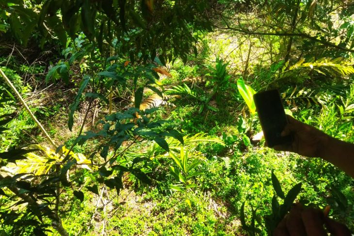 Seekor harimau sumatera terjerat di Pasaman, Sumbar