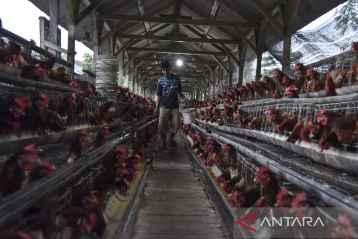 Harga telur ayam ditingkat peternak naik