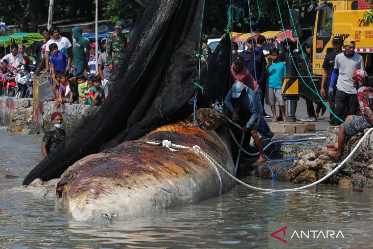 Evakuasi bangkai ikan Paus Balin di Surabaya