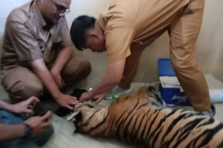 Harimau Sumatera mati terjerat di Pasaman, Sumbar