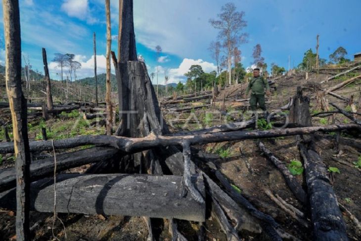 Ladang ilegal dalam kawasan penyangga taman nasional