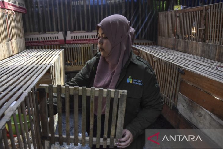 Petani milenial Jawa Barat peternak ayam sentul