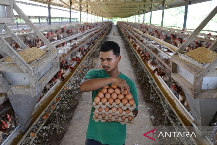 FOTO - Capaian produksi telur di Aceh
