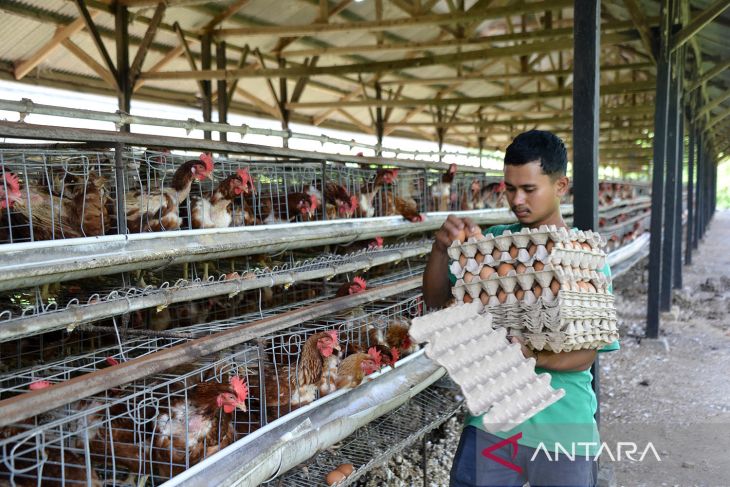 FOTO - Capaian produksi telur di Aceh