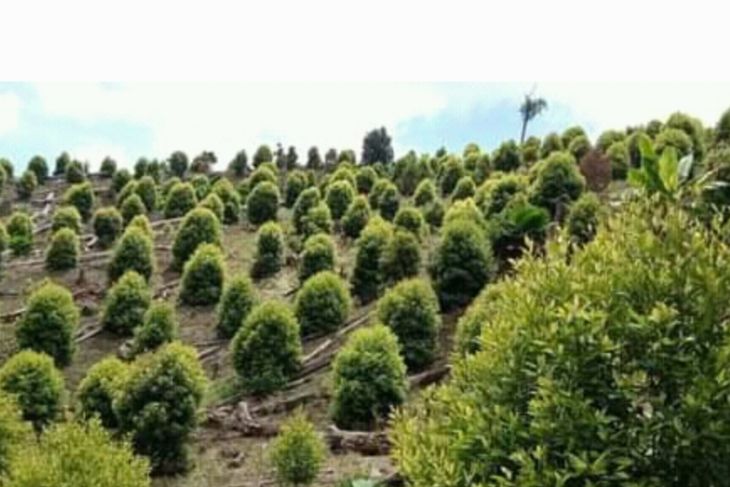 Hilirisasi kunci mengembalikan kejayaan rempah Maluku Utara