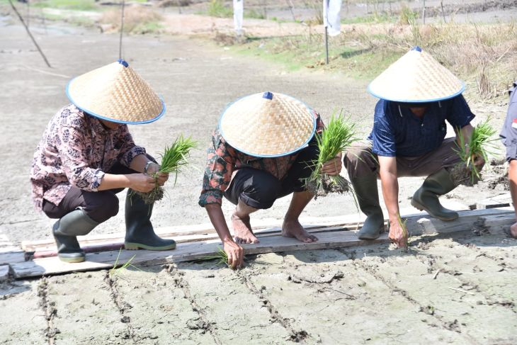 Pemkab Batanghari gelar pelaksanaan penanaman padi