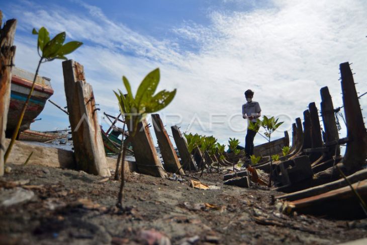 Kawasan Mangrove Rusak di Bengkulu