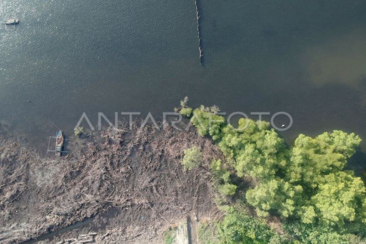 Kawasan Mangrove Rusak di Bengkulu