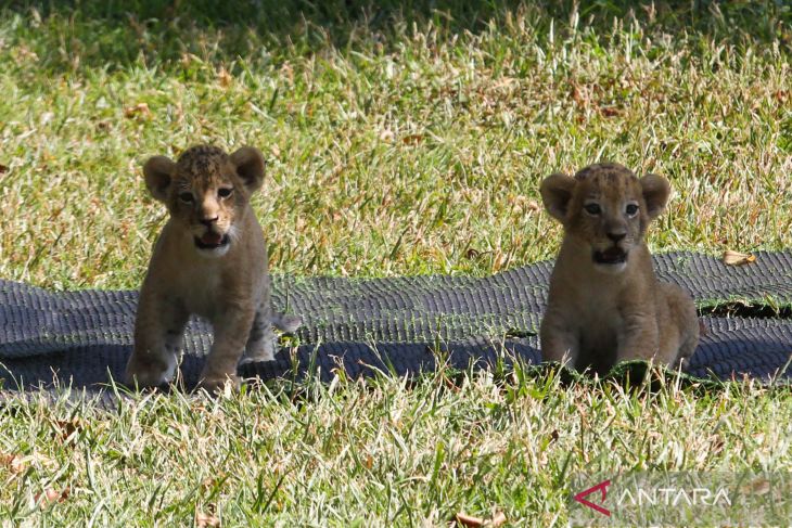 Dua anak singa Kebun Binatang Surabaya
