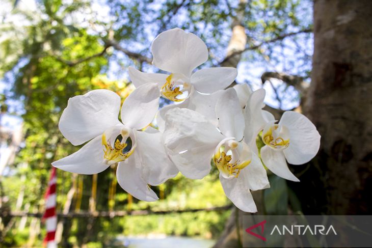 Geopark Meratus - Pelestarian keanekaragaman hayati flora Kalimantan