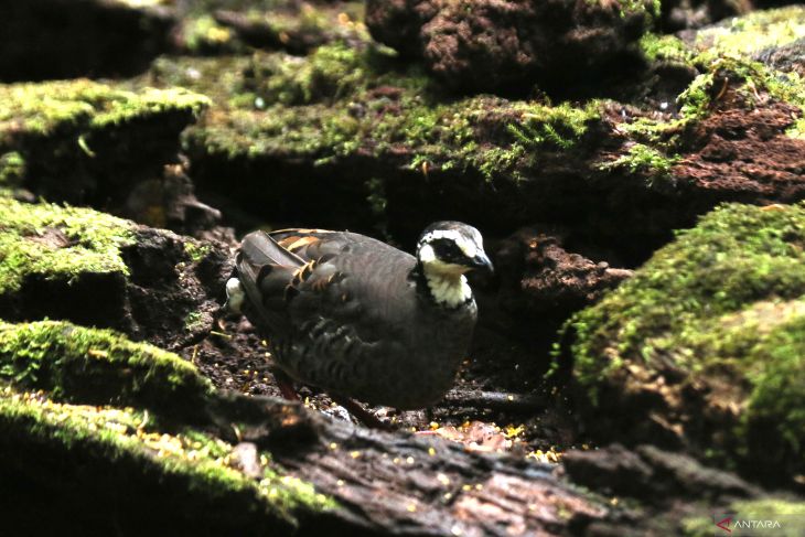 Burung endemik dataran tinggi Jawa Timur