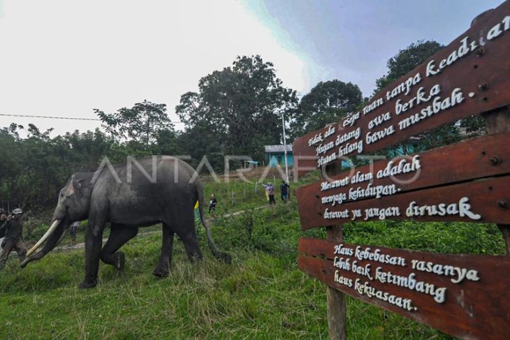 Pusat Konservasi Gajah Seblat