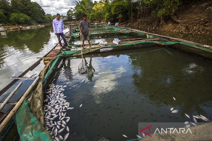 Belasan ton ikan mati akibat musim kemarau di Kalsel