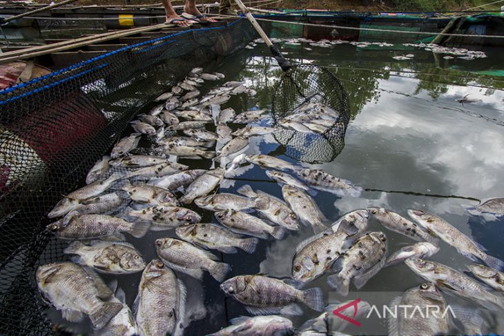 Belasan ton ikan mati akibat musim kemarau di Kalsel