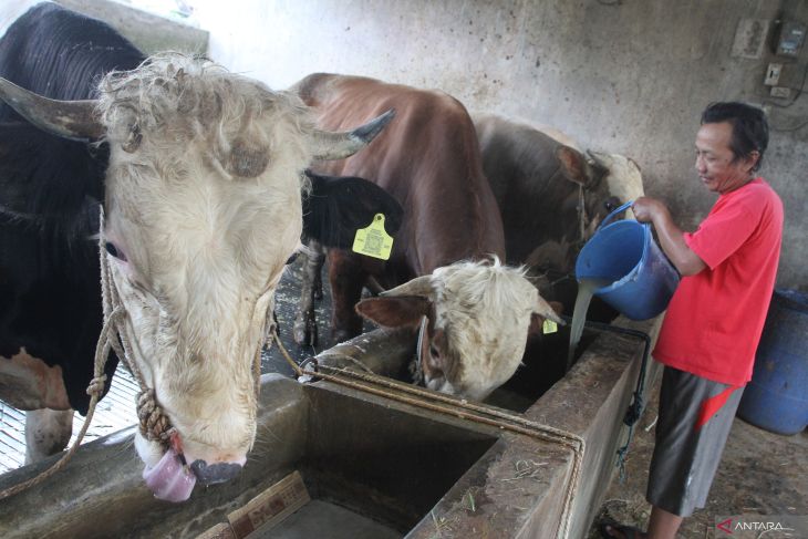 Pemanfaatan limbah ampas kedelai untuk pakan sapi