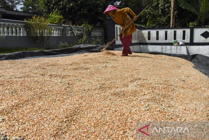 Permintaan jagung untuk pakan ayam