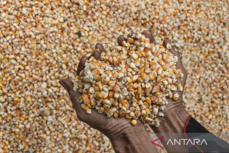 Permintaan jagung untuk pakan ayam