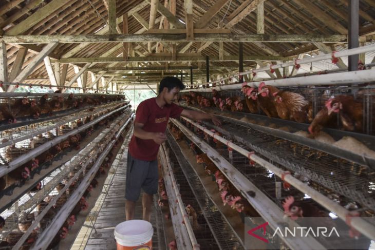 Subsidi pakan ayam bagi peternak