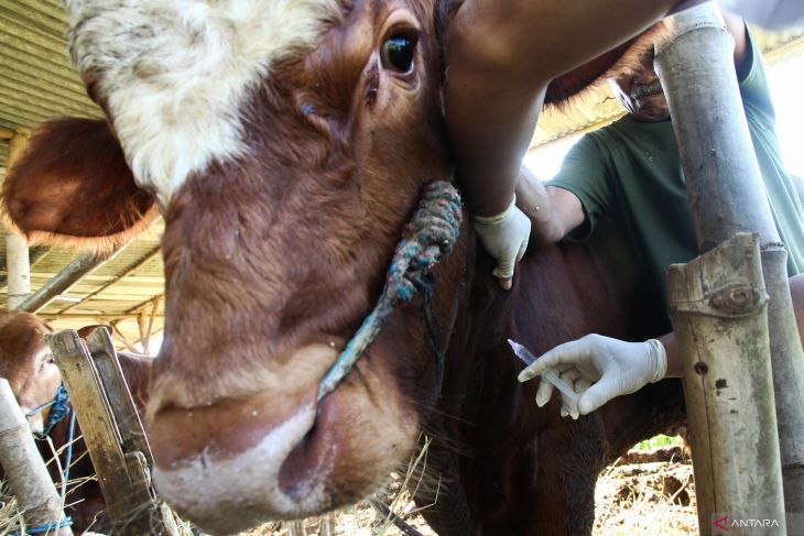 Vaksinasi LSD dan PMK sapi di Surabaya