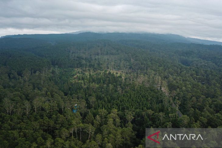 Luas hutan Indonesia