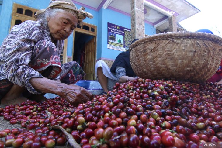 Hasil panen kopi menurun akibat perubahan iklim