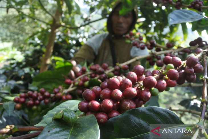 Ekspor kopi arabika lereng Gunung Argopuro