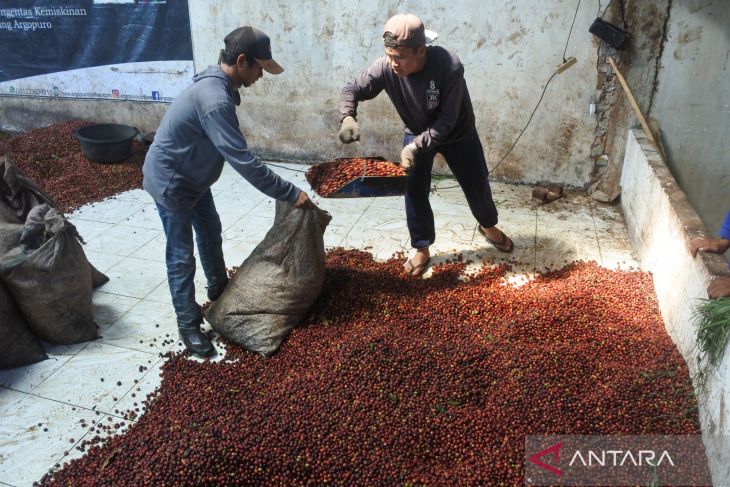 Ekspor kopi arabika lereng Gunung Argopuro